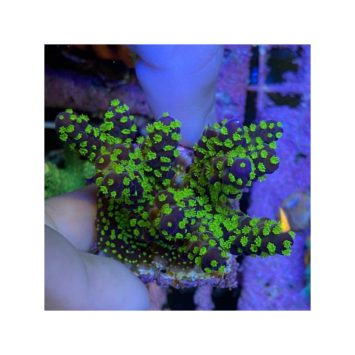 Montipora "Star Wars"