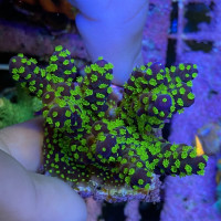 Montipora "Star Wars"