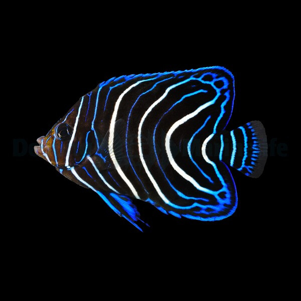 Pomacanthus Semicirculatus - Koran Kaise box