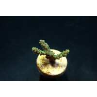Acropora selago ( frag )