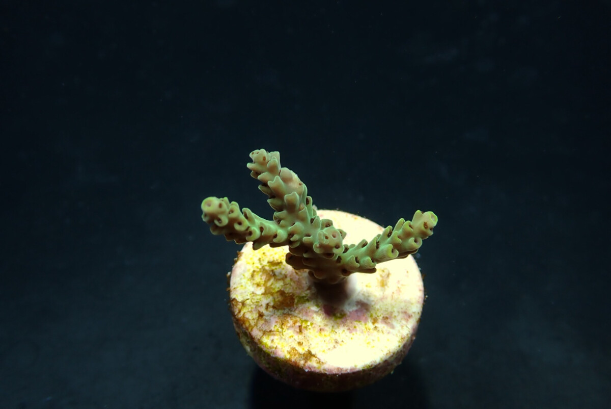 Acropora sarmentosa ( frag ) Coral sea box