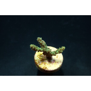 Acropora sarmentosa ( frag ) Coral sea