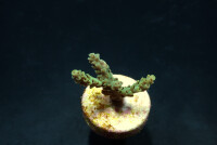 Acropora sarmentosa ( frag ) Coral sea