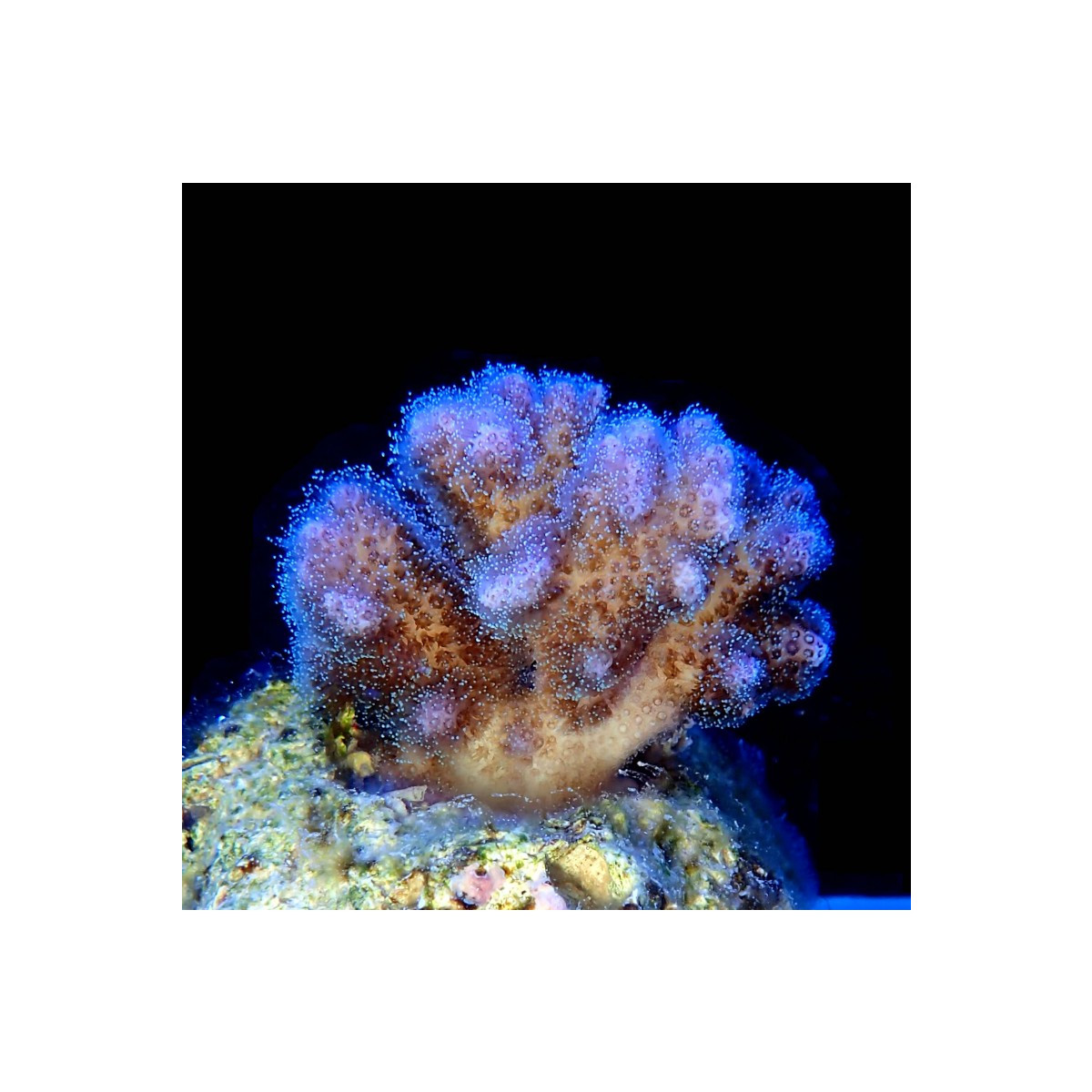 Pocillopora damicornis - Himbeerkoralle