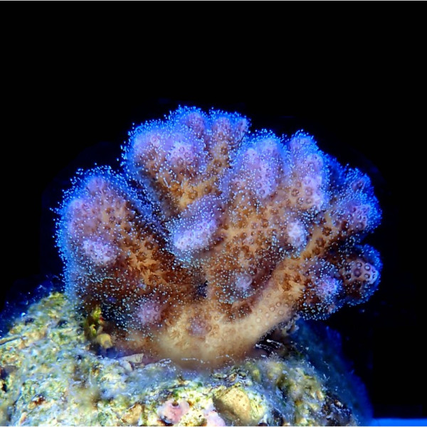 Pocillopora damicornis - Himbeerkoralle