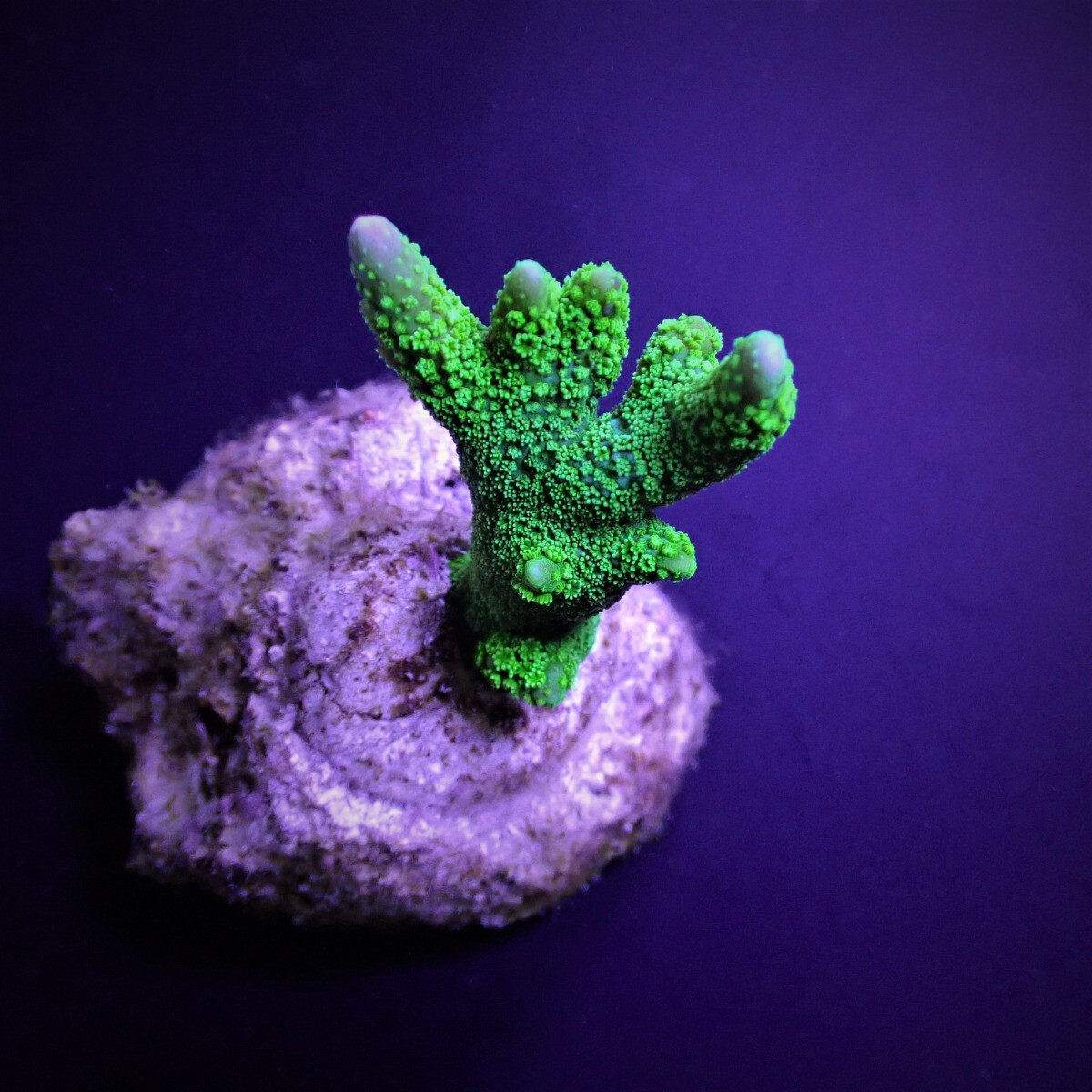 Montipora spp. green (frag)