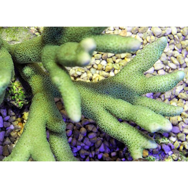 Montipora spp. green M-L