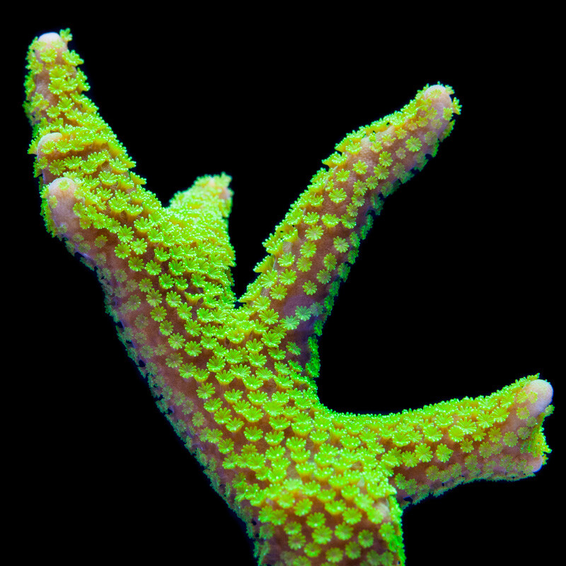 Montipora Digitata green ULTRA  (frag) box