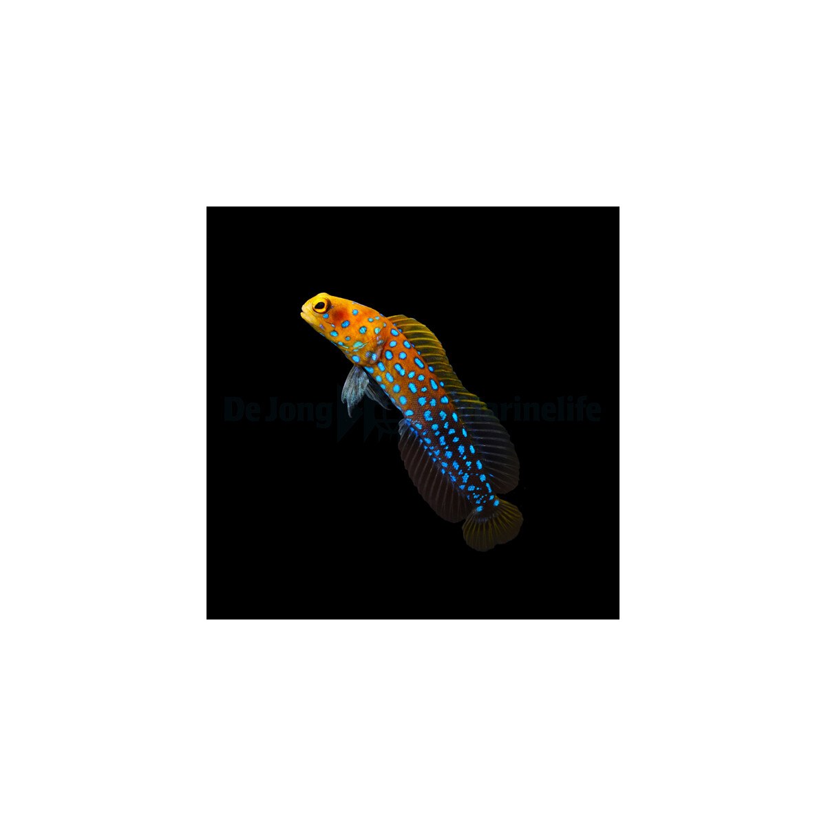 Opistognathus rosenblatti - Blaugepunkteter Brunnenbauer