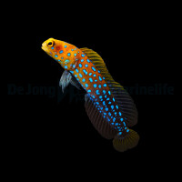 Opistognathus rosenblatti - Blaugepunkteter Brunnenbauer
