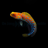 Opistognathus rosenblatti - Blaugepunkteter Brunnenbauer