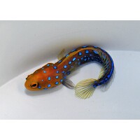 Opistognathus rosenblatti - Blaugepunkteter Brunnenbauer