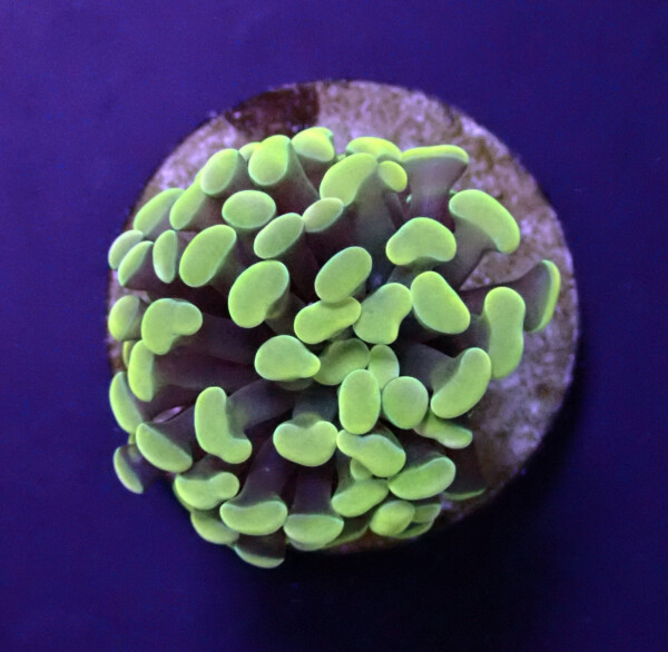 Euphyllia paraancora "Golden Nugget" - per Kopf