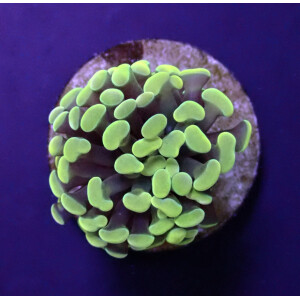 Euphyllia paraancora "Golden Nugget" - per Kopf