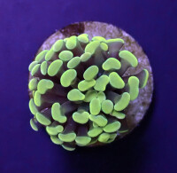 Euphyllia paraancora "Golden Nugget" - per Kopf