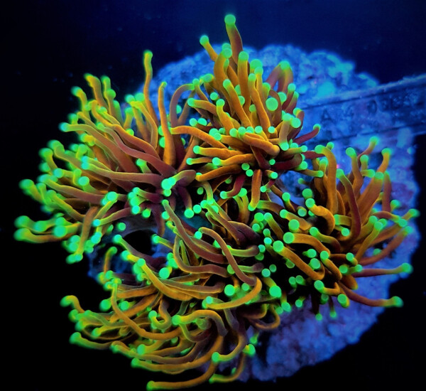 Euphyllia Glabrescens - "NY Knicks"  - per Kopf