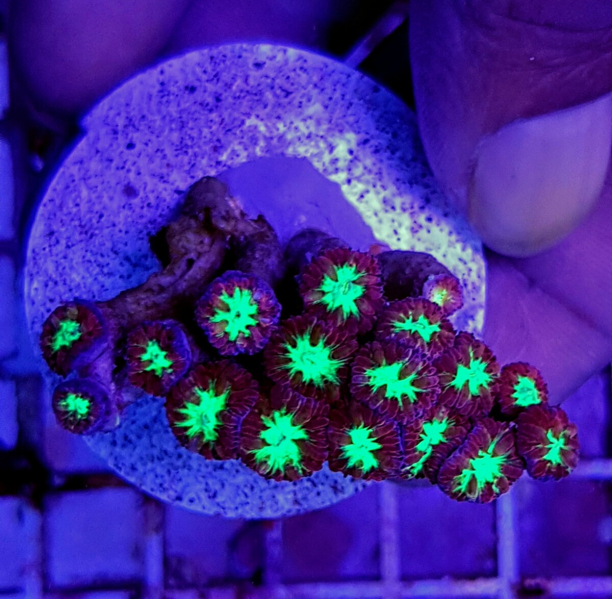 Blastomussa merletti (frag) box