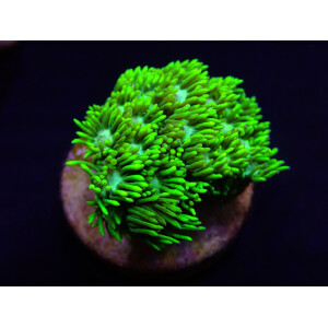 Goniopora spp. (Green) (Ultra) (frag)