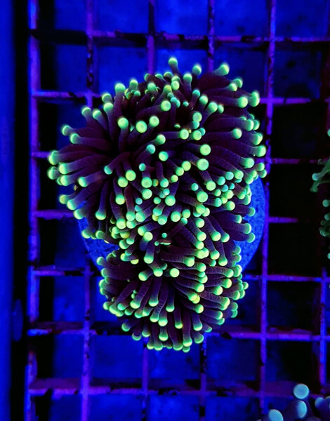 Euphyllia glabrescens (Rasta) p. Kopf