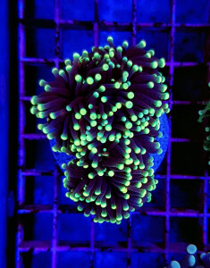 Euphyllia glabrescens (Rasta) p. Kopf