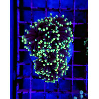 Euphyllia glabrescens (Rasta) p. Kopf