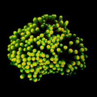 Euphyllia glabrescens (Rasta) p. Kopf
