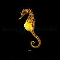 Hippocampus abdominalis