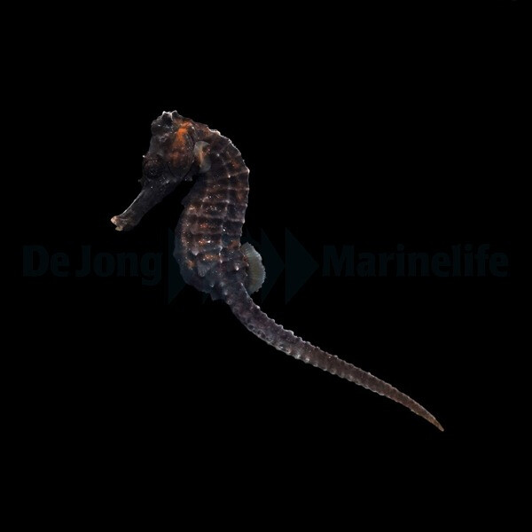 Hippocampus reidi