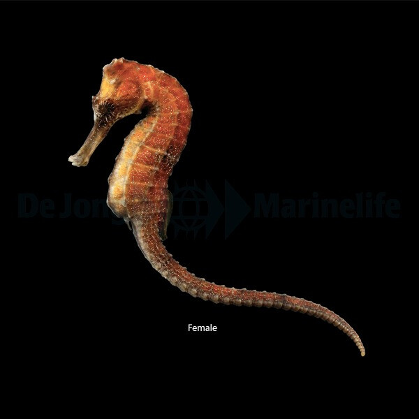 Hippocampus reidi (Orangish) - T.B.