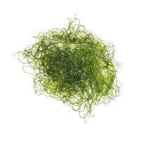 Chaetomorpha sp. - Drahtalgen