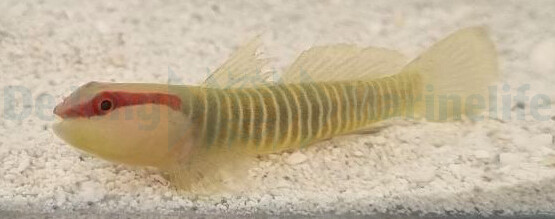 Elacatinus multifasciatus - Grünstreifen-Grundel ( Nach