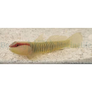 Elacatinus multifasciatus - Grünstreifen-Grundel (...