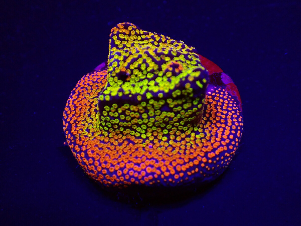 Montipora spp. Fruity
