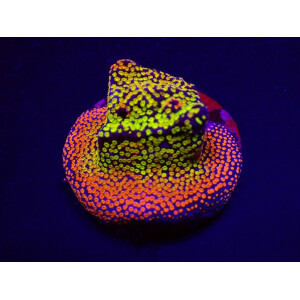 Montipora spp. Fruity