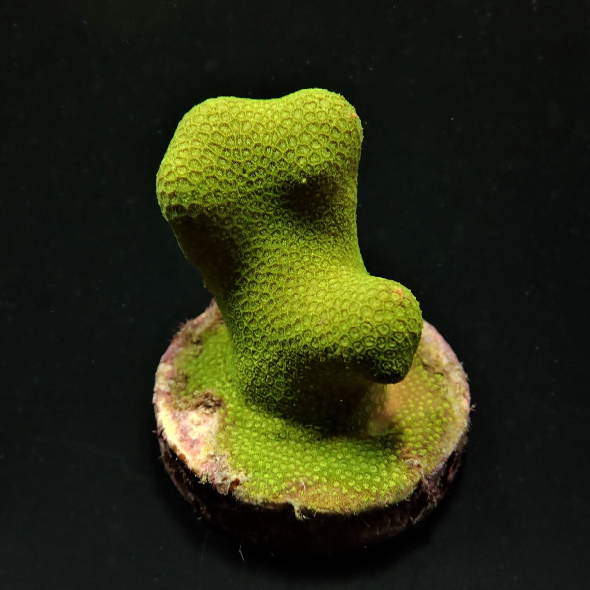 Porites cylindrica (Yellow)