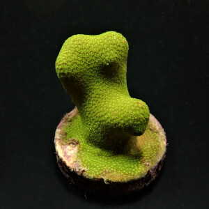 Porites cylindrica (Yellow)