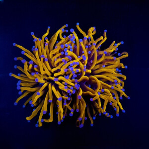 Euphyllia glabrescens Gold Torch 24K -  per Kopf