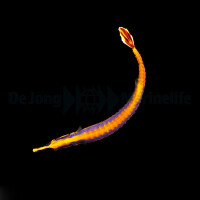 Doryrhamphus bicarinatus - Doppelkinn Seenadel