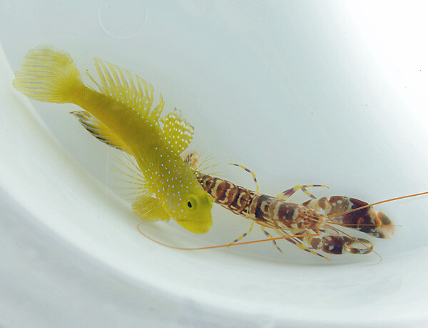 Alpheus spp. box