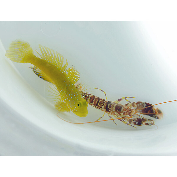 Alpheus spp.