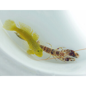 Alpheus spp.