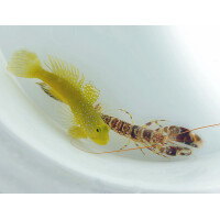 Alpheus spp.