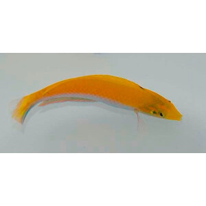 Halichoeres leucoxanthus - Gelbweißer Lippfisch