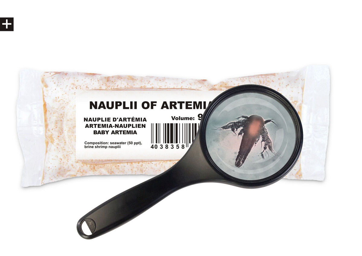 Artemia Nauplien 90ml Lebendfutter