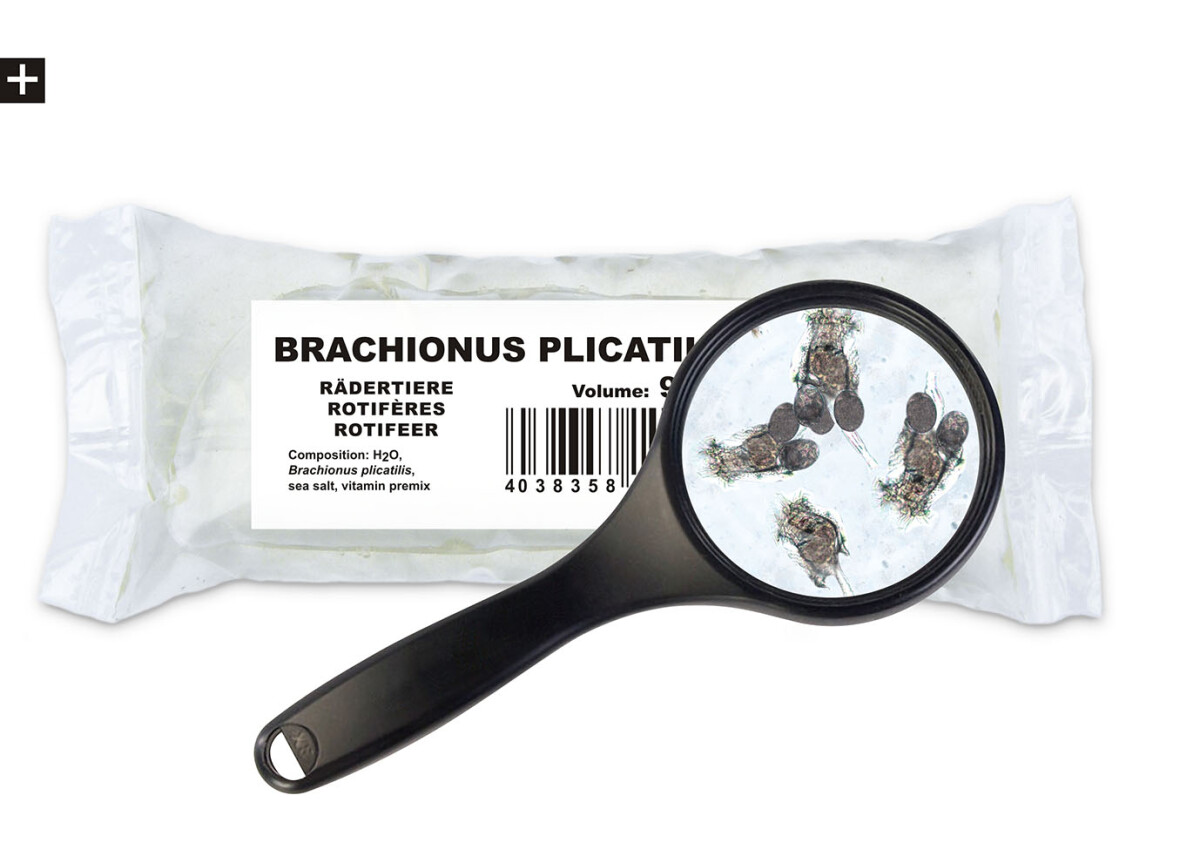 Seewasserrädertierchen (Brachionus  box