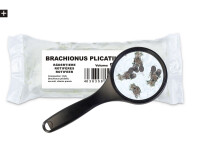 Seewasserrädertierchen (Brachionus plicatilis) 90ml Lebendfutter
