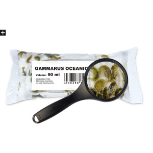 Marine Flohkrebse (Gammarus oceanicus) 90ml Lebendfutter
