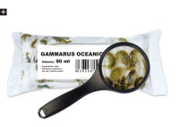 Marine Flohkrebse (Gammarus oceanicus) 90ml Lebendfutter