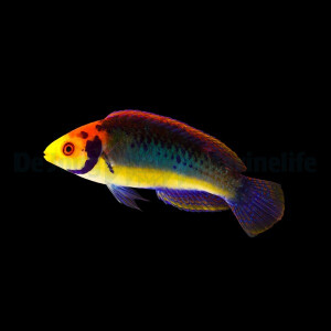 Cirrhilabrus aquamarinus - Türkis Zwerglippfisch