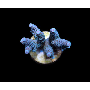 Acropora millepora Blue (frag)